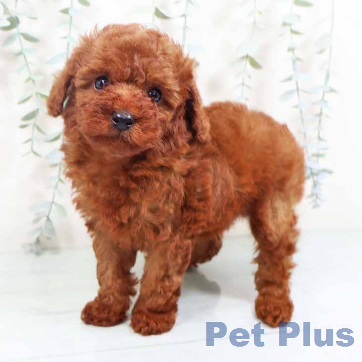 京都府のトイプードル(トイ) (ペットプラス 醍醐店/2026年6月22日生まれ/男の子/レッド)の子犬の1枚目の画像
