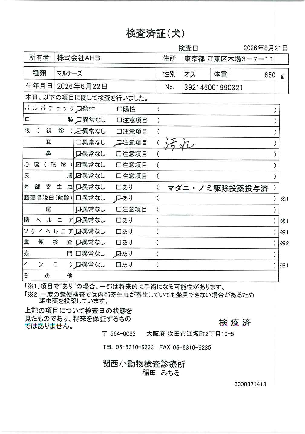 マルチーズ