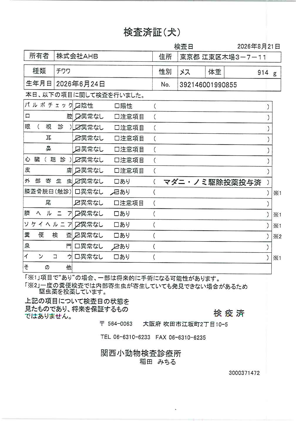 チワワ