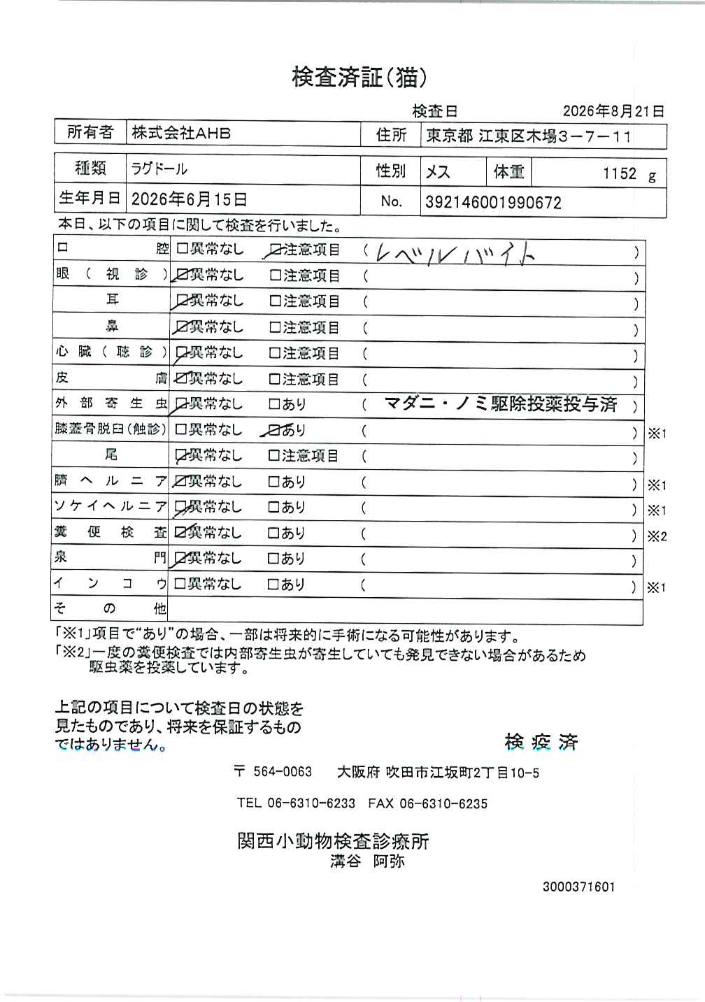 ラグドール