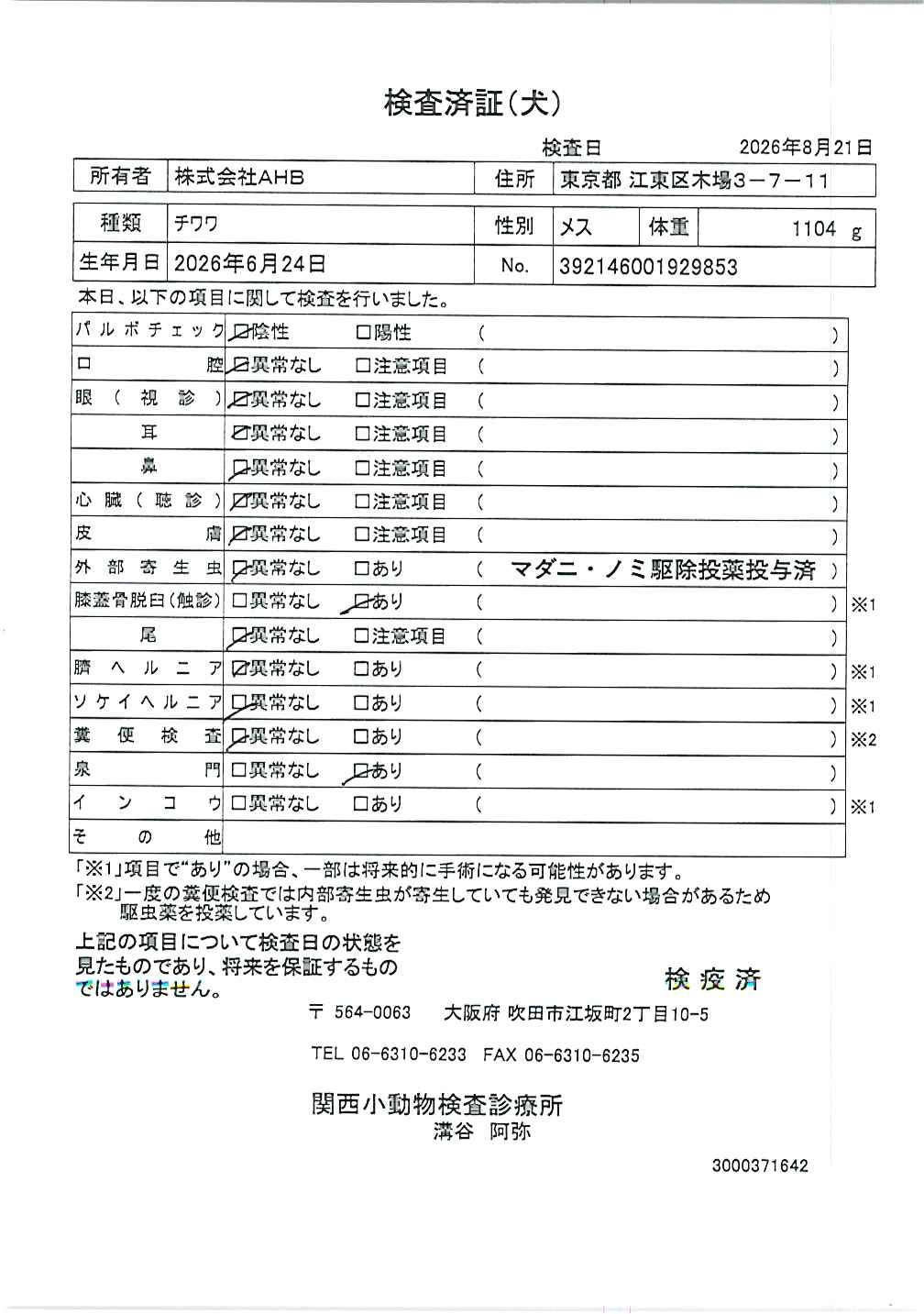 チワワ