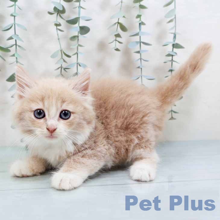 ノルウェージャンフォレストキャット