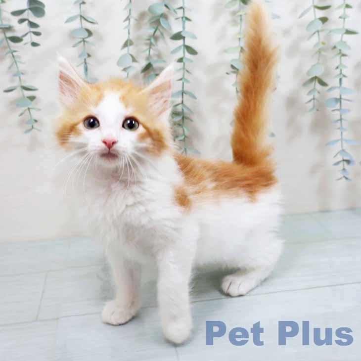 ノルウェージャンフォレストキャット
