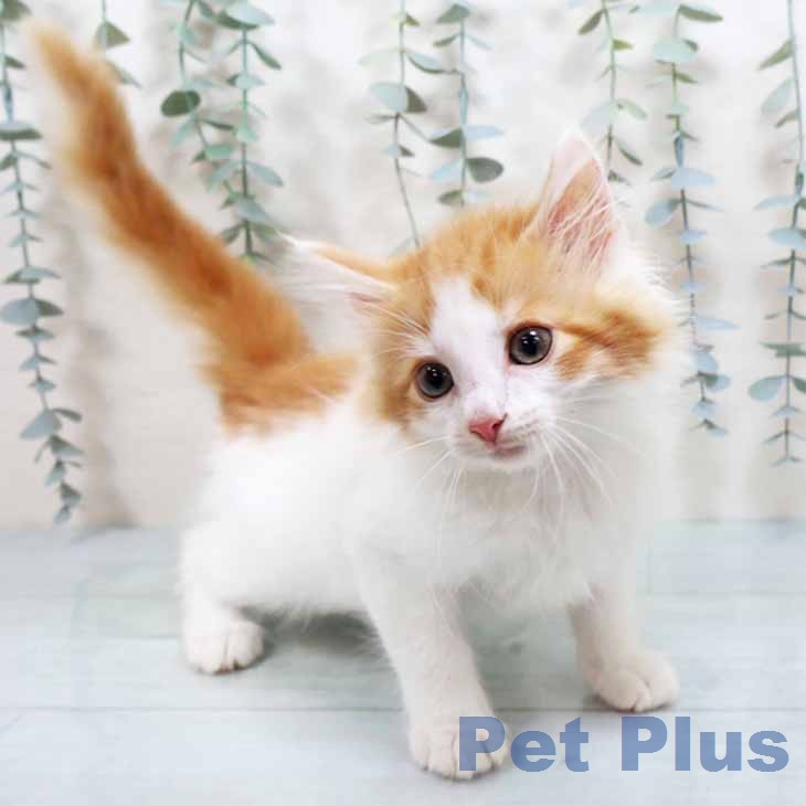 ノルウェージャンフォレストキャットの写真2