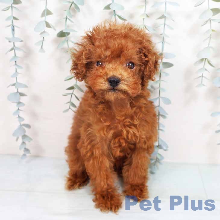 大阪府のトイプードル(トイ) (ペットプラス 四條畷店/2026年6月6日生まれ/女の子/レッド)の子犬の2枚目の画像