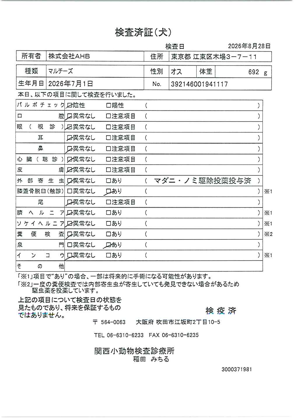 マルチーズ