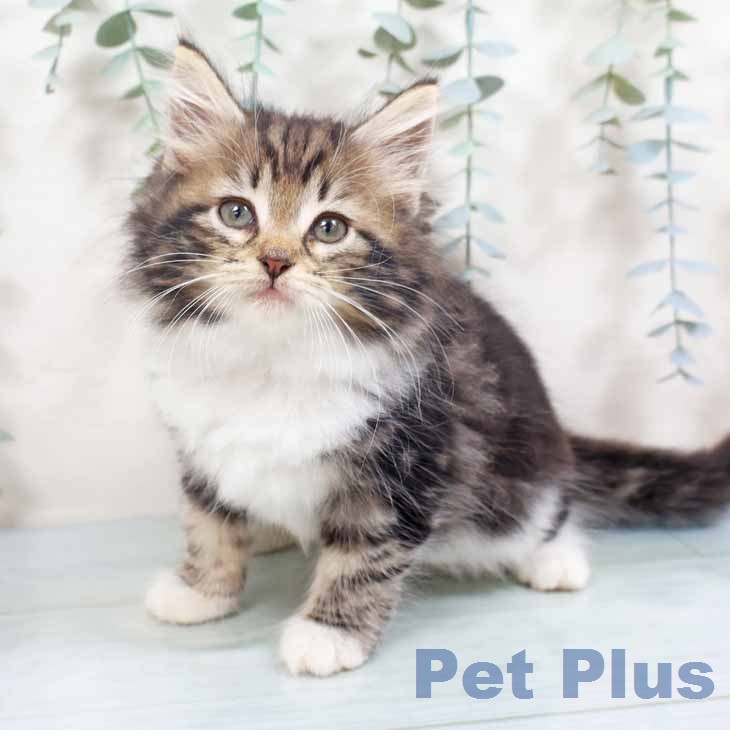 ノルウェージャンフォレストキャット