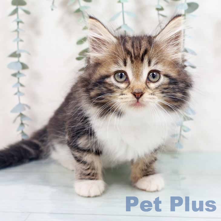 ノルウェージャンフォレストキャット
