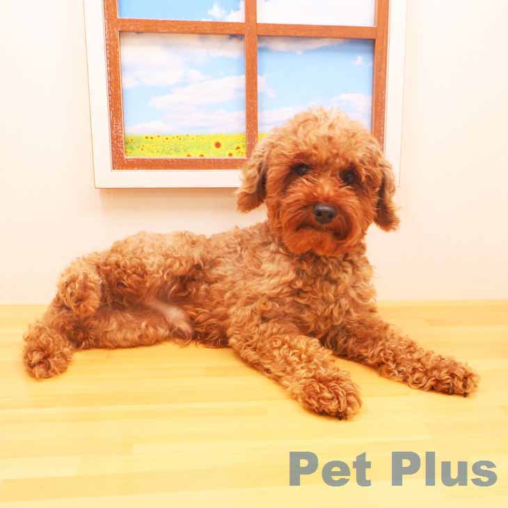 トイ・プードルの詳細情報 | PetPlus パートナードッグ&キャット