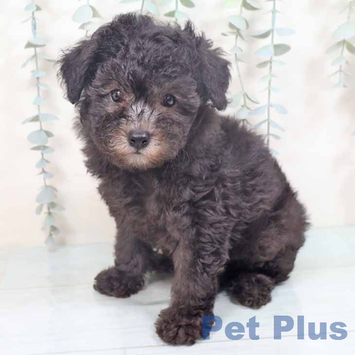 兵庫県のトイプードル(トイ) (ペットプラス 明石店/2026年7月5日生まれ/女の子/グレー)の子犬の1枚目の画像
