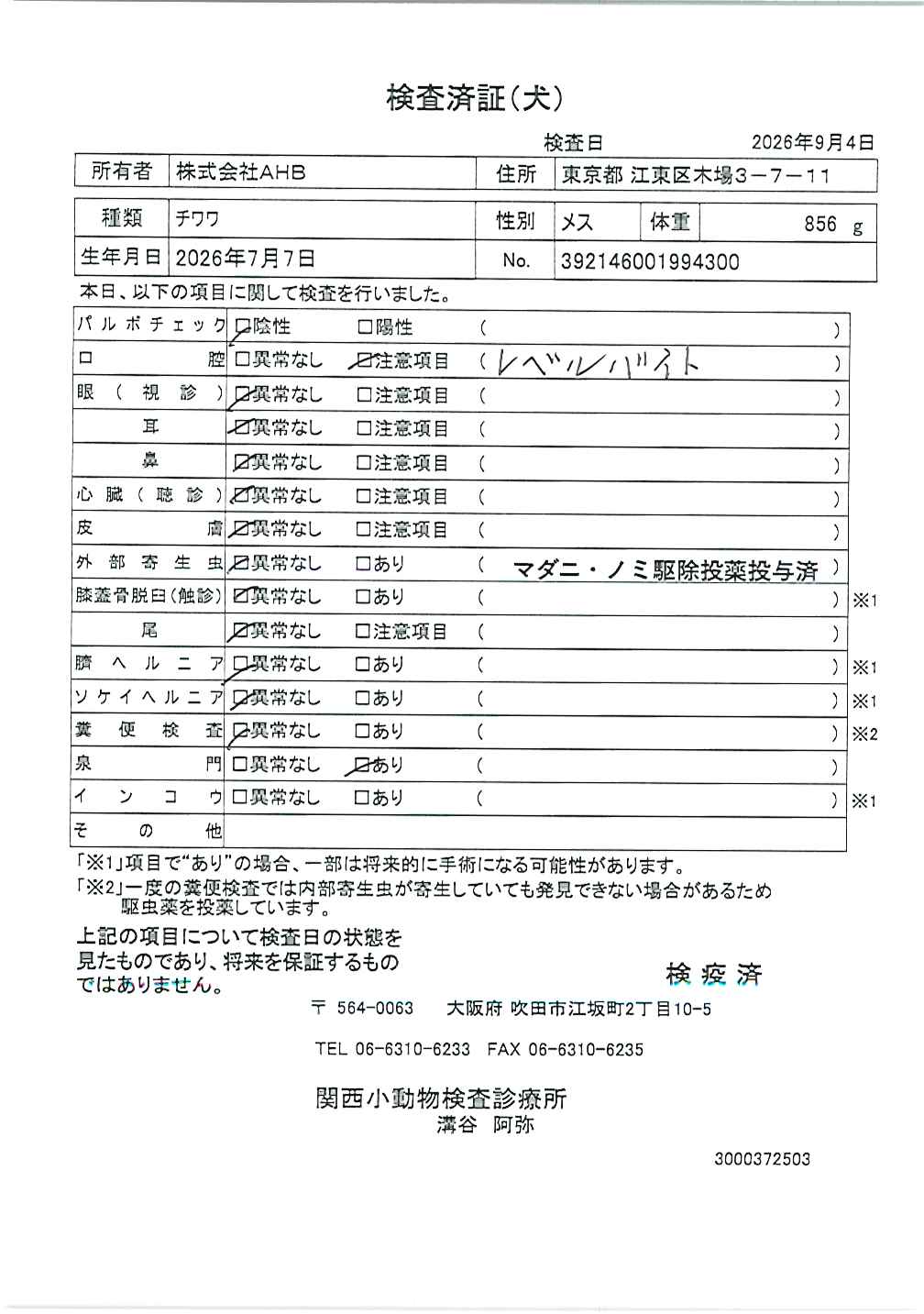 チワワ