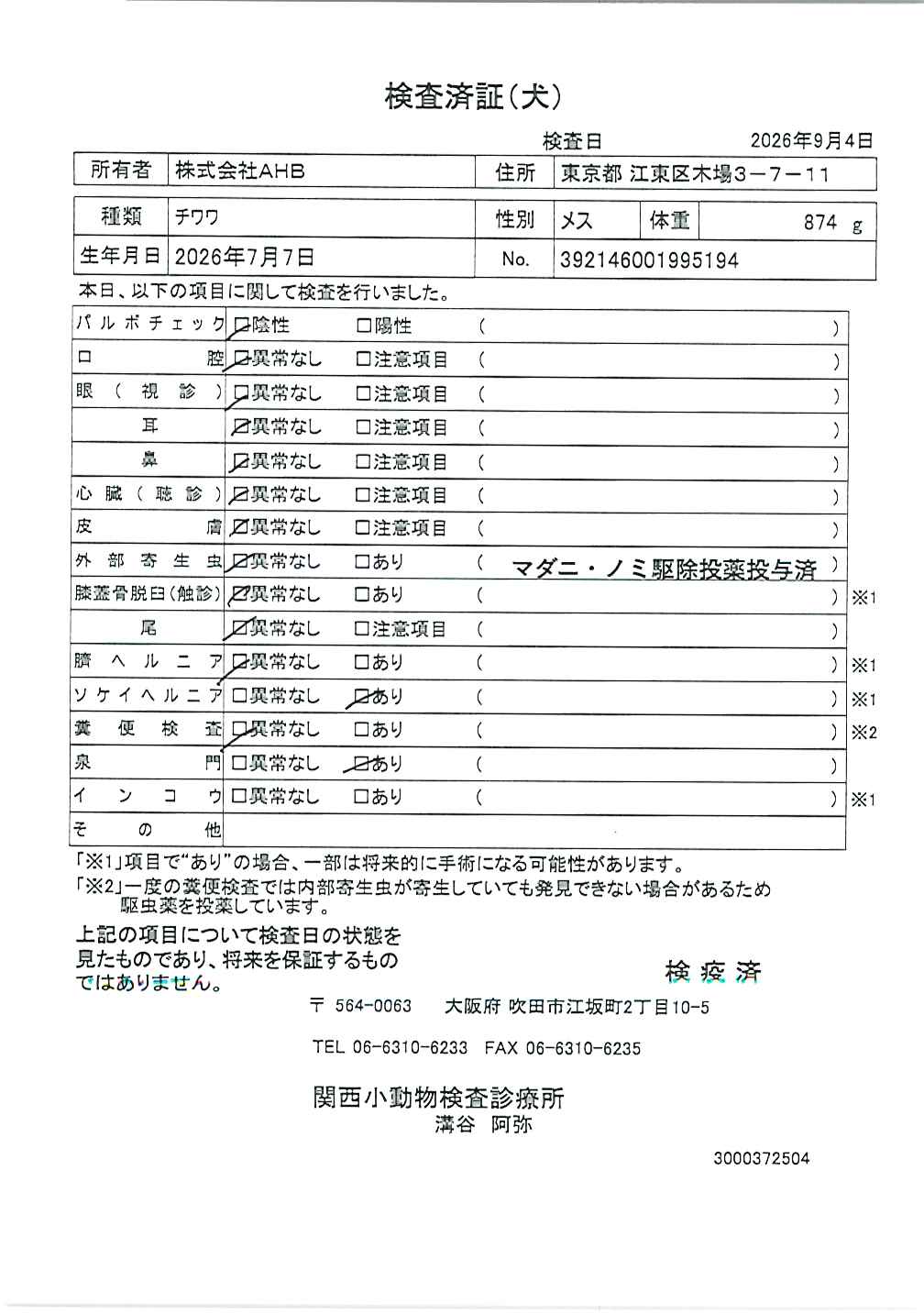 チワワ