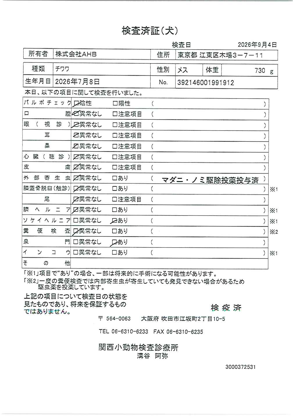 チワワ