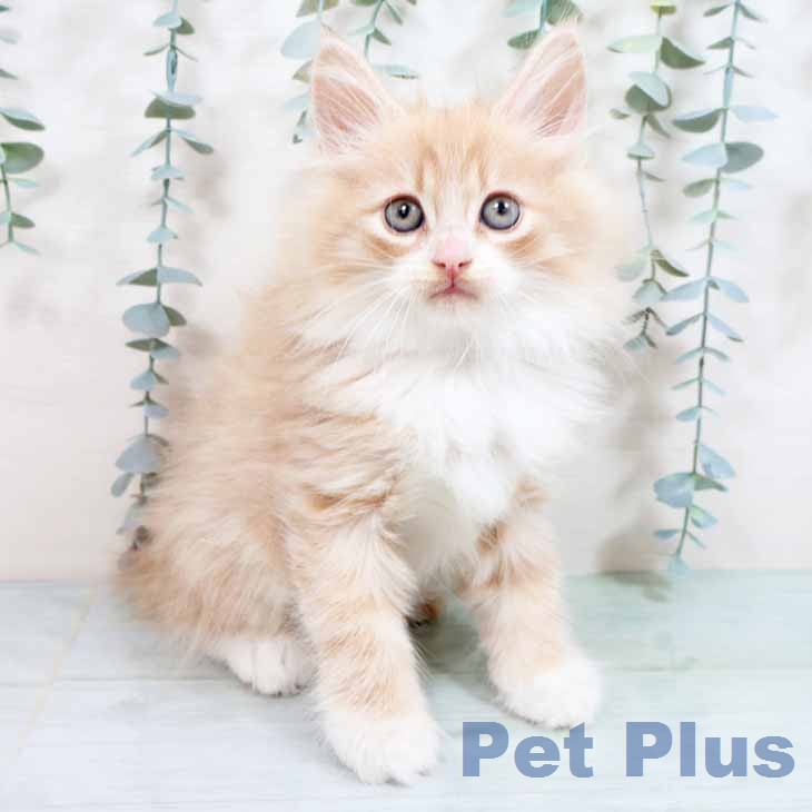 ノルウェージャンフォレストキャット
