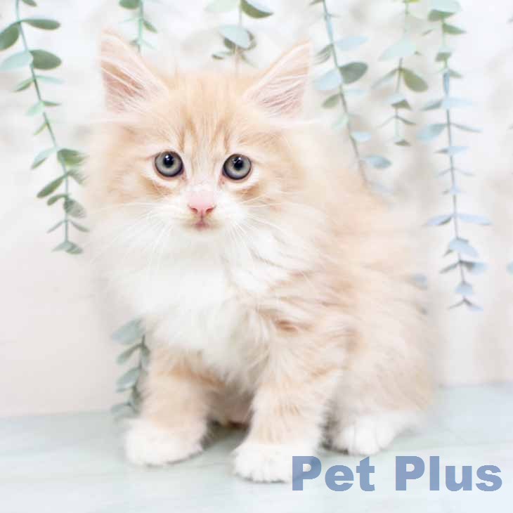 ノルウェージャンフォレストキャット