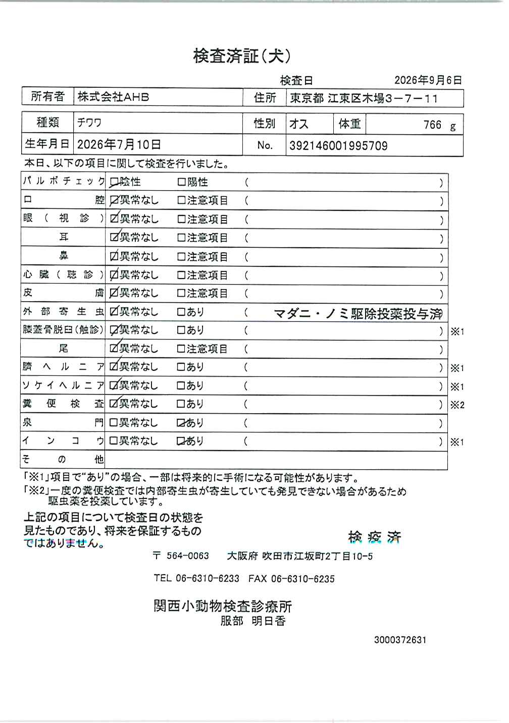 チワワ