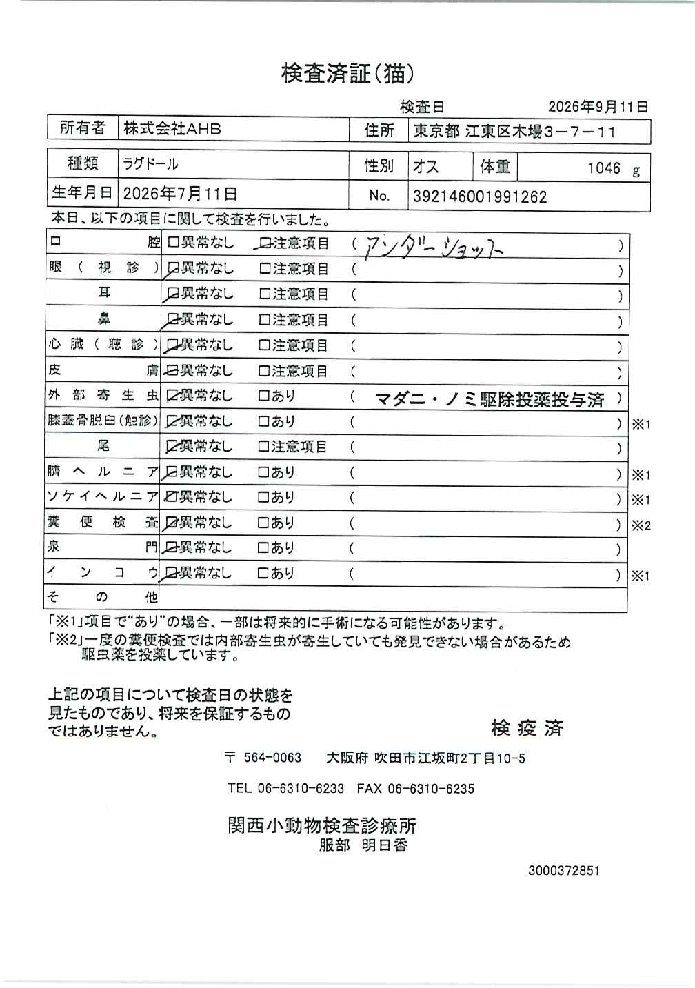 ラグドール