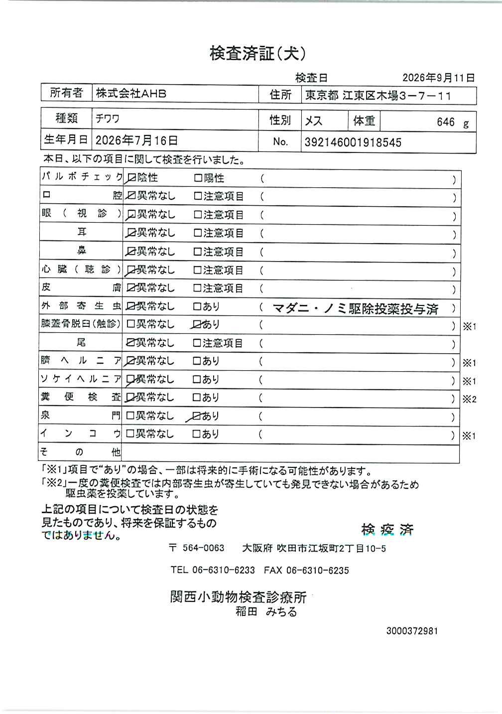 チワワ