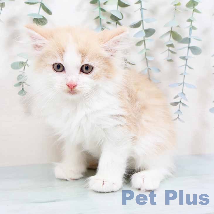 ノルウェージャンフォレストキャット