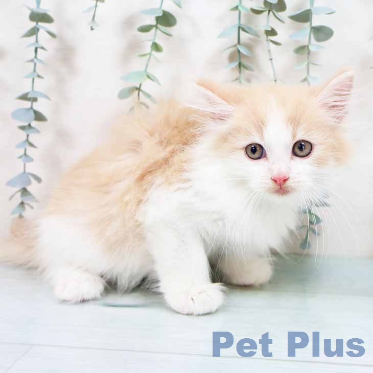ノルウェージャンフォレストキャット