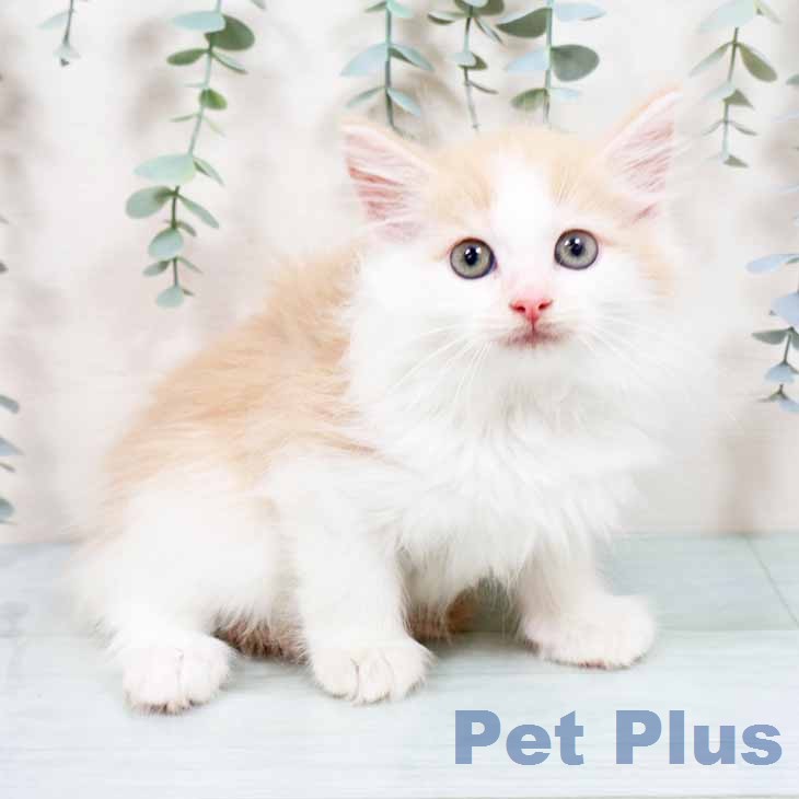 ノルウェージャンフォレストキャット