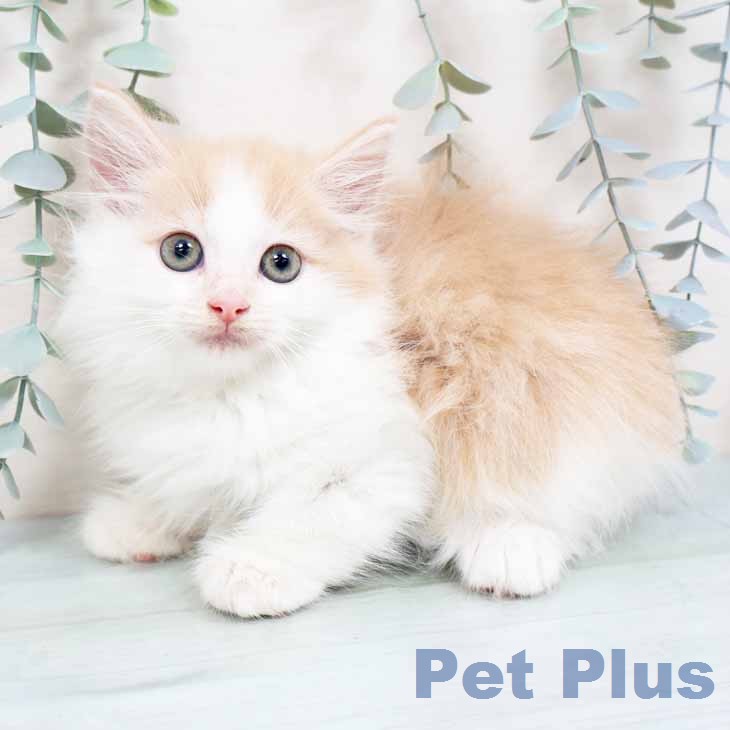 ノルウェージャンフォレストキャット