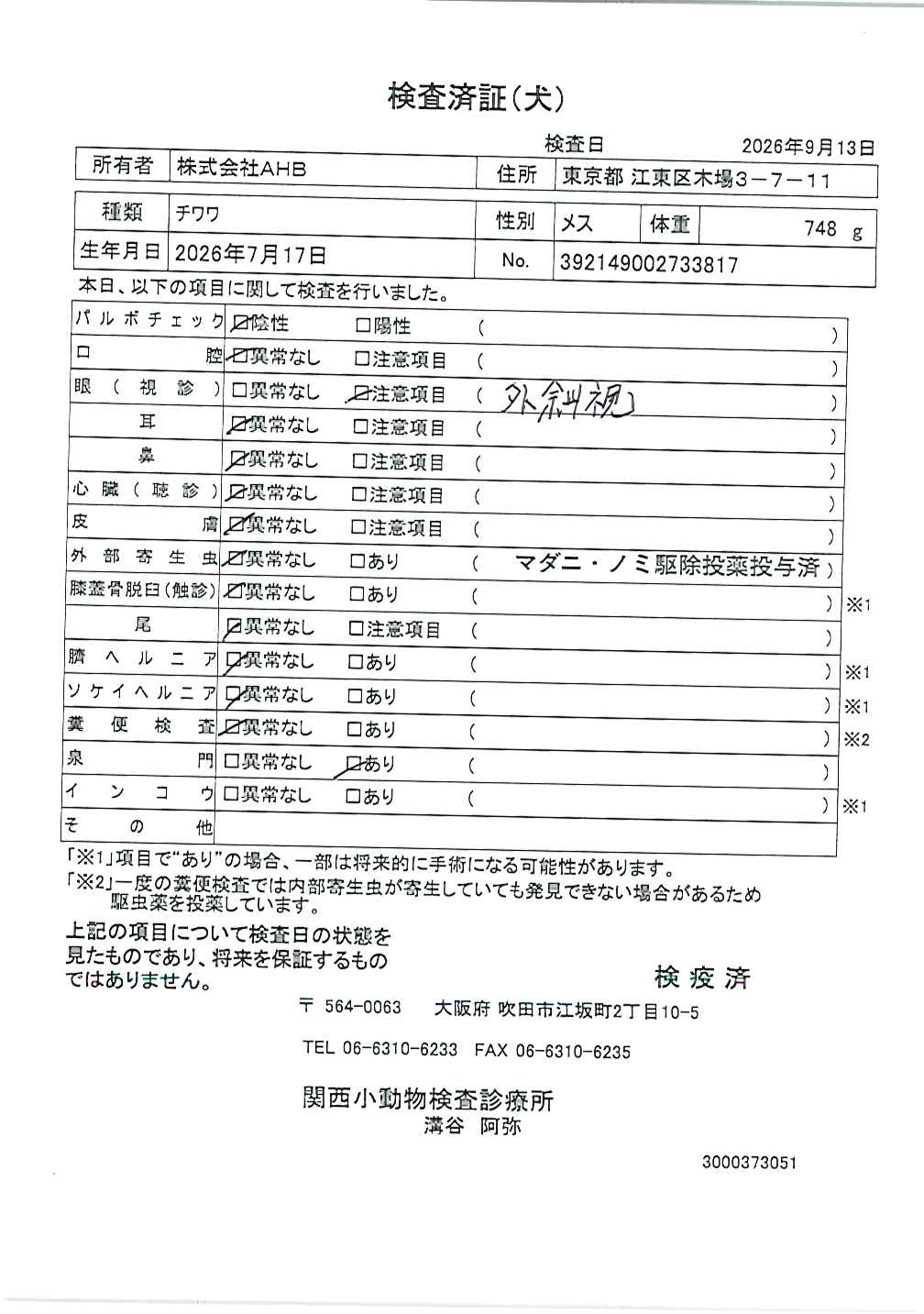 チワワ