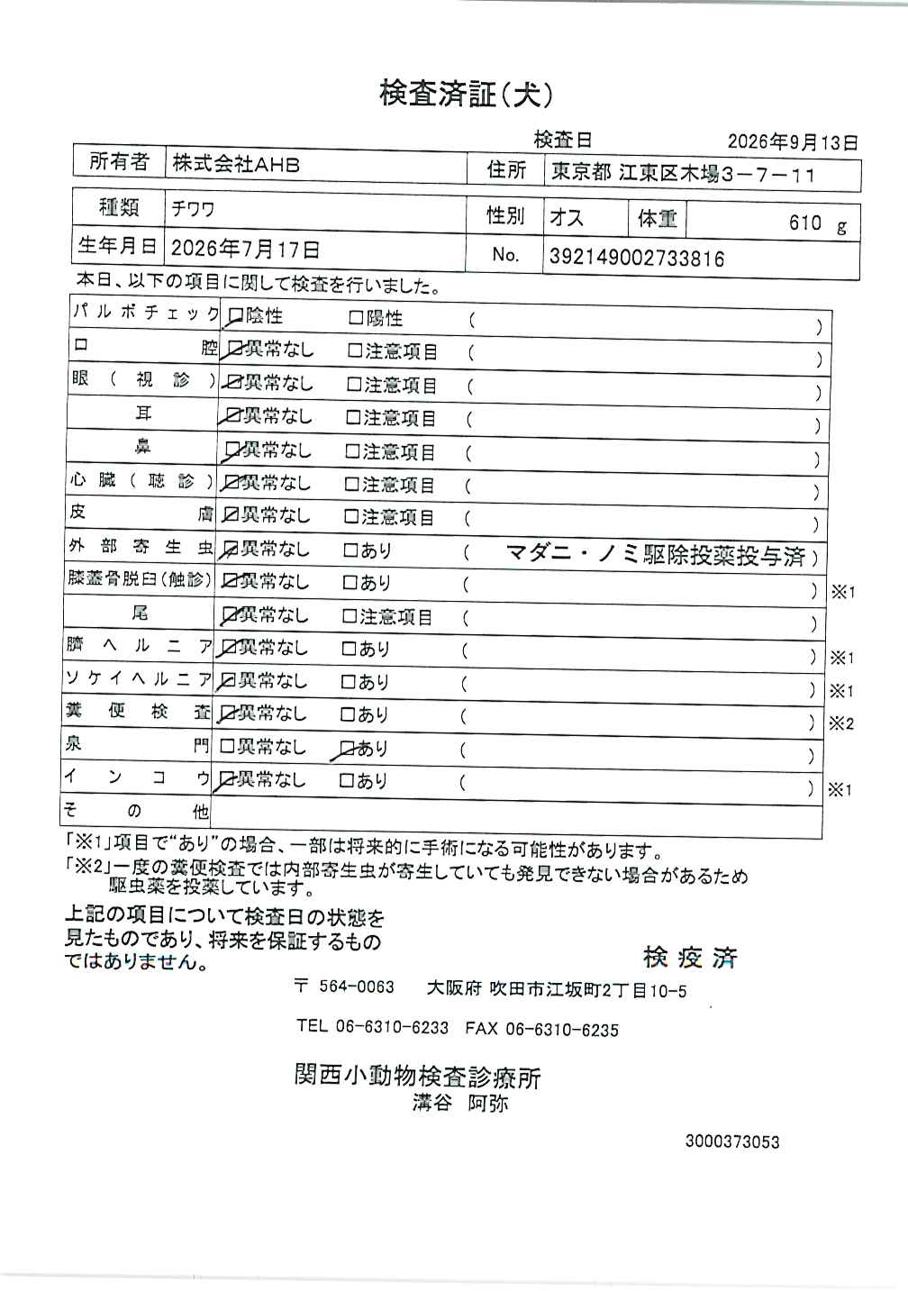 チワワ