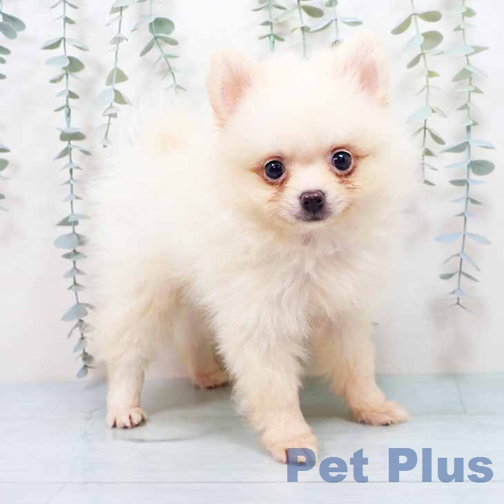 大阪府のポメラニアン (ペットプラス イオン大日店/2026年7月20日生まれ/男の子/クリーム)の子犬の1枚目の画像