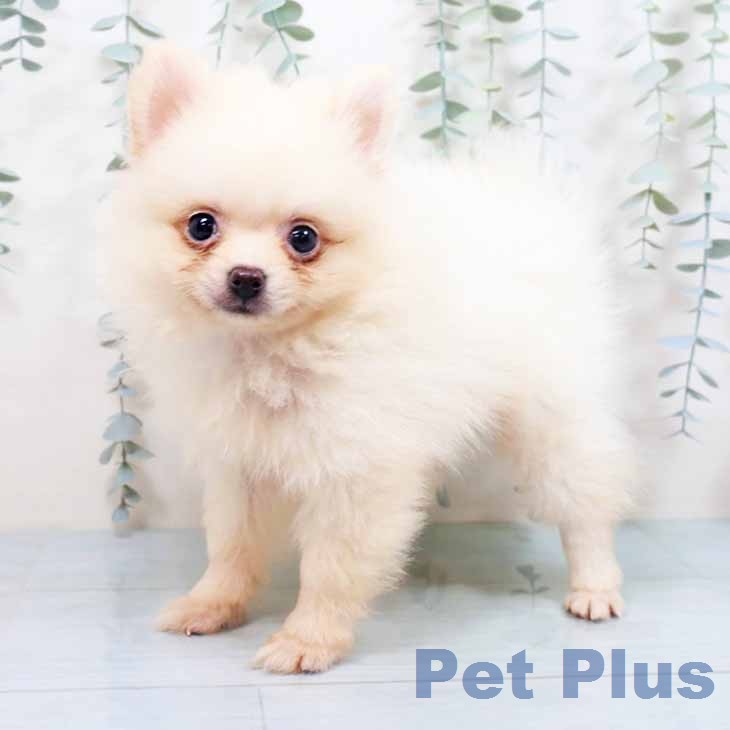 大阪府のポメラニアン (ペットプラス イオン大日店/2026年7月20日生まれ/男の子/クリーム)の子犬の2枚目の画像