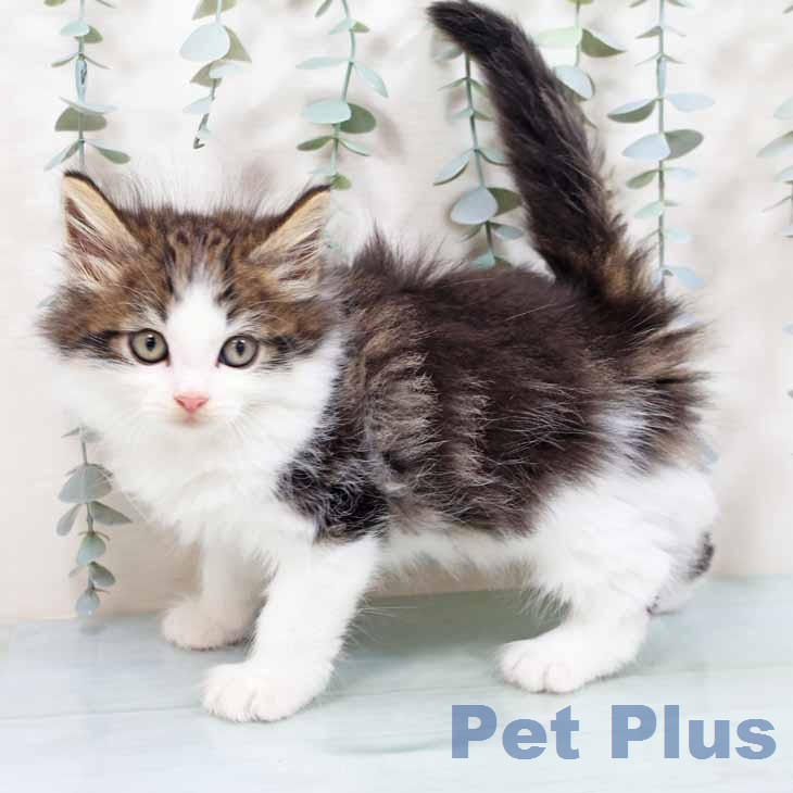 ノルウェージャンフォレストキャット