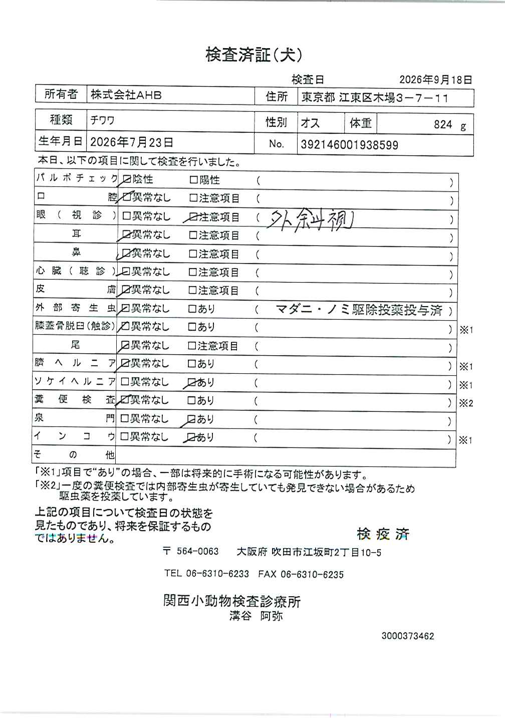 チワワ