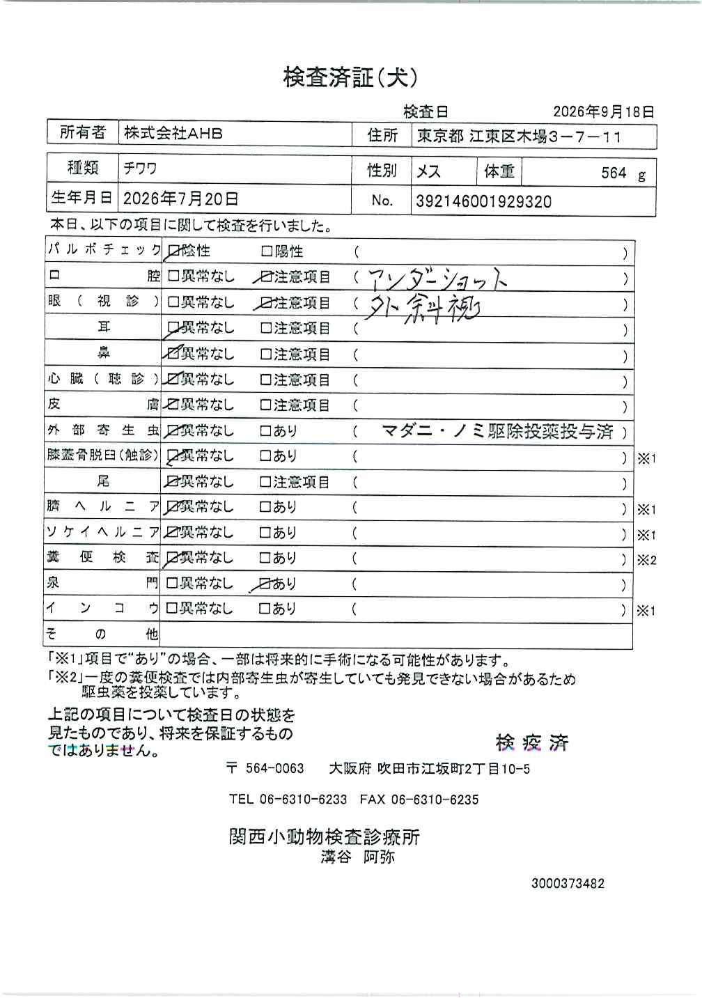 チワワ
