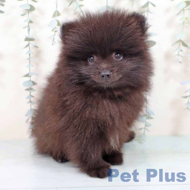 大阪府のポメラニアン (ペットプラス イオン大日店/2026年7月18日生まれ/男の子/ブラック)の子犬の1枚目の画像