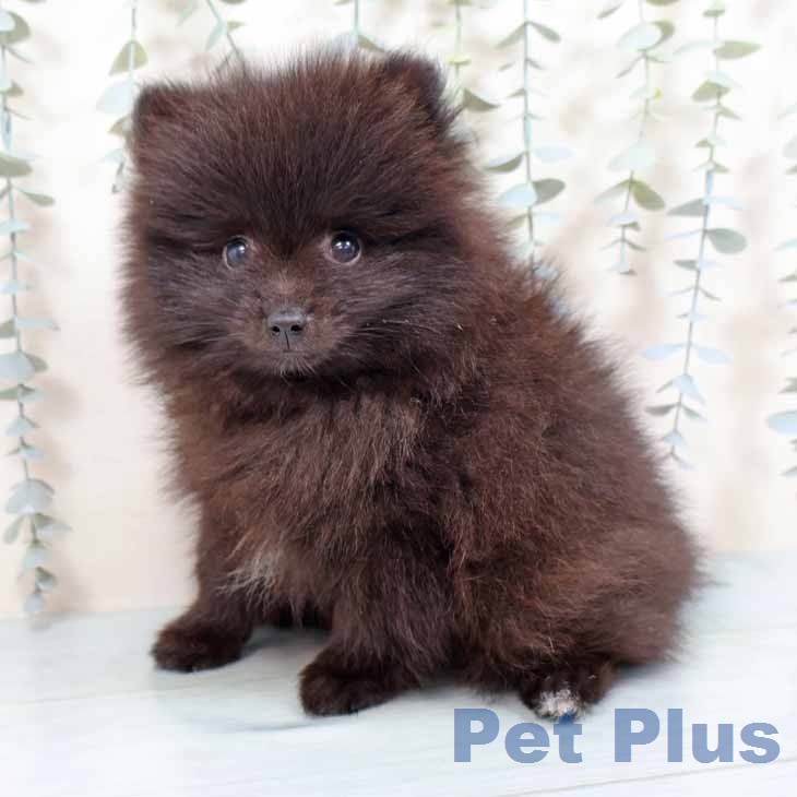 大阪府のポメラニアン (ペットプラス イオン大日店/2026年7月18日生まれ/男の子/ブラック)の子犬の2枚目の画像