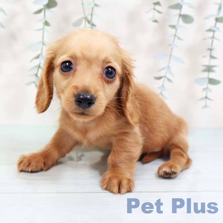 カニーンヘン・ダックスフンド
