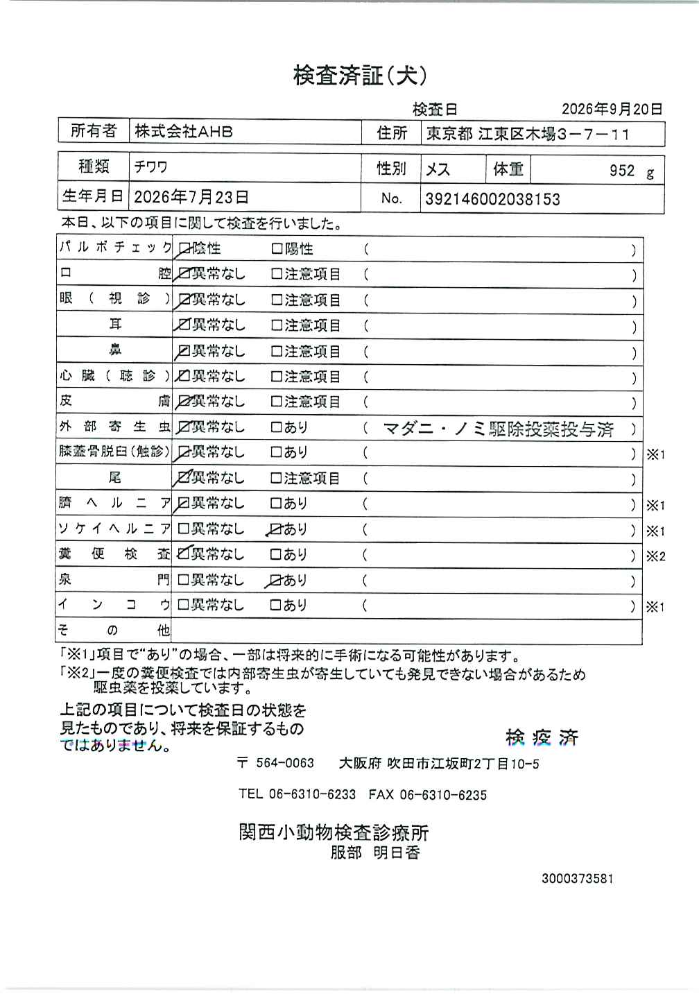 チワワ