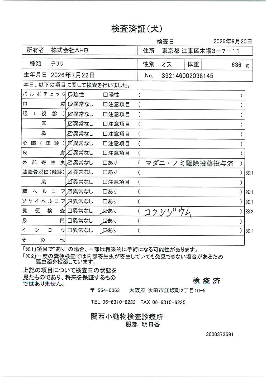 チワワ