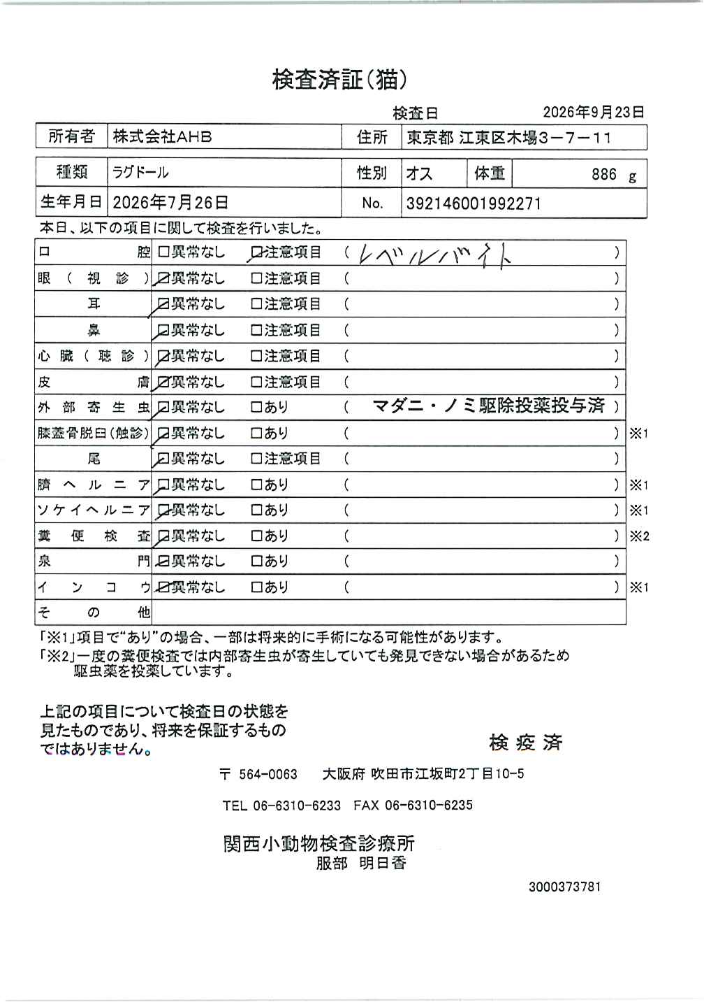 ラグドール