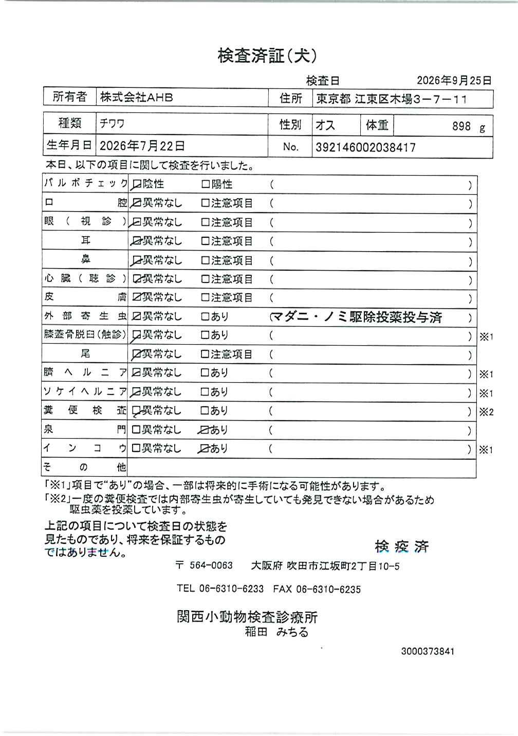チワワ