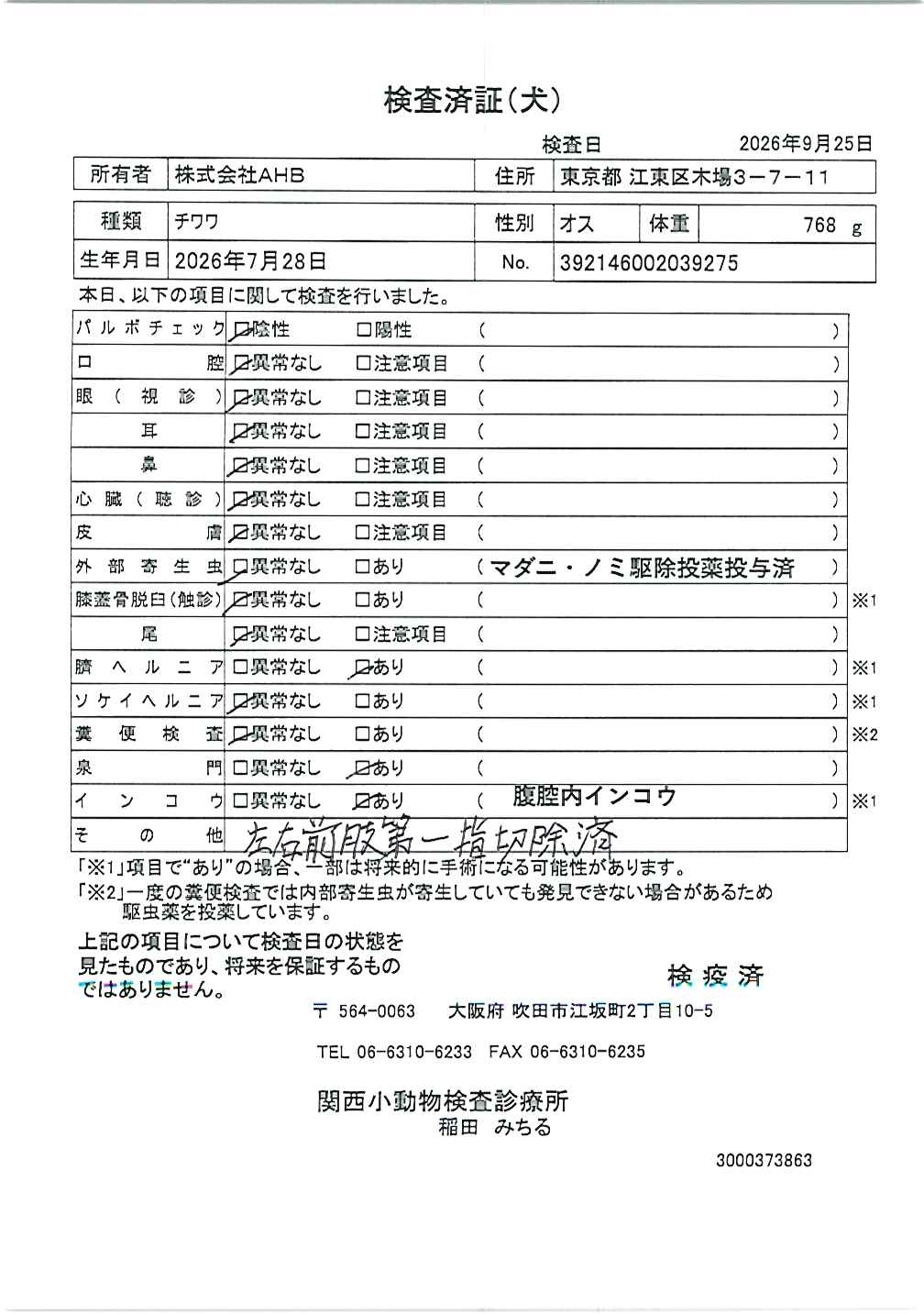 チワワ