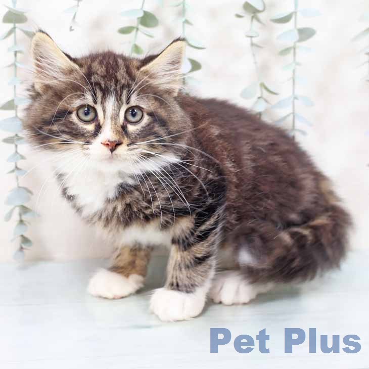ノルウェージャンフォレストキャット