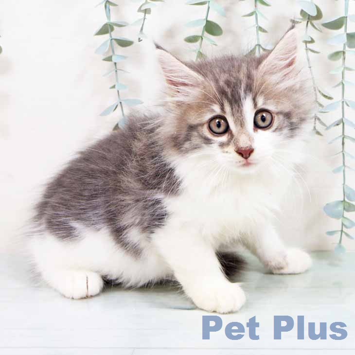 ノルウェージャンフォレストキャット