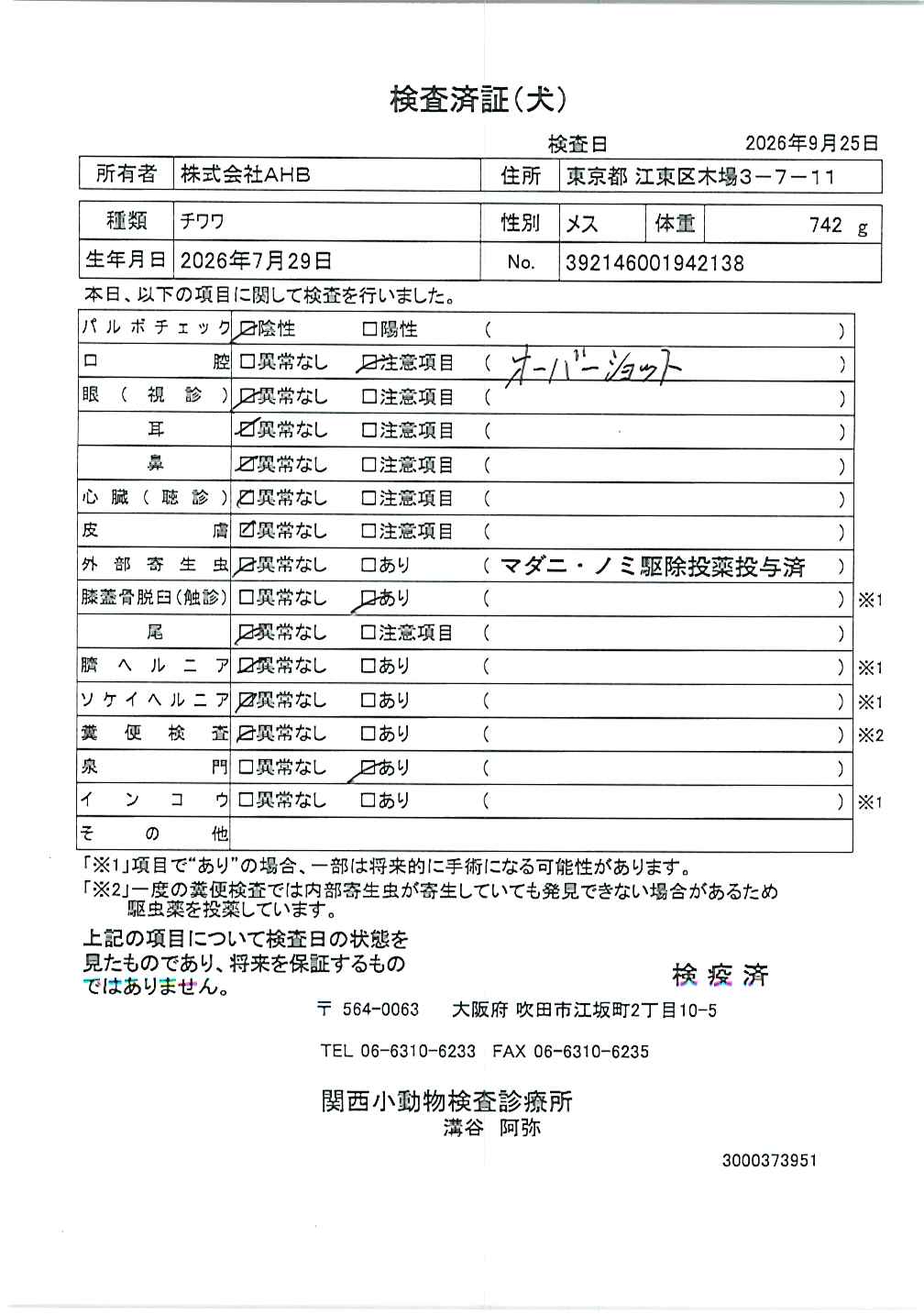 チワワ