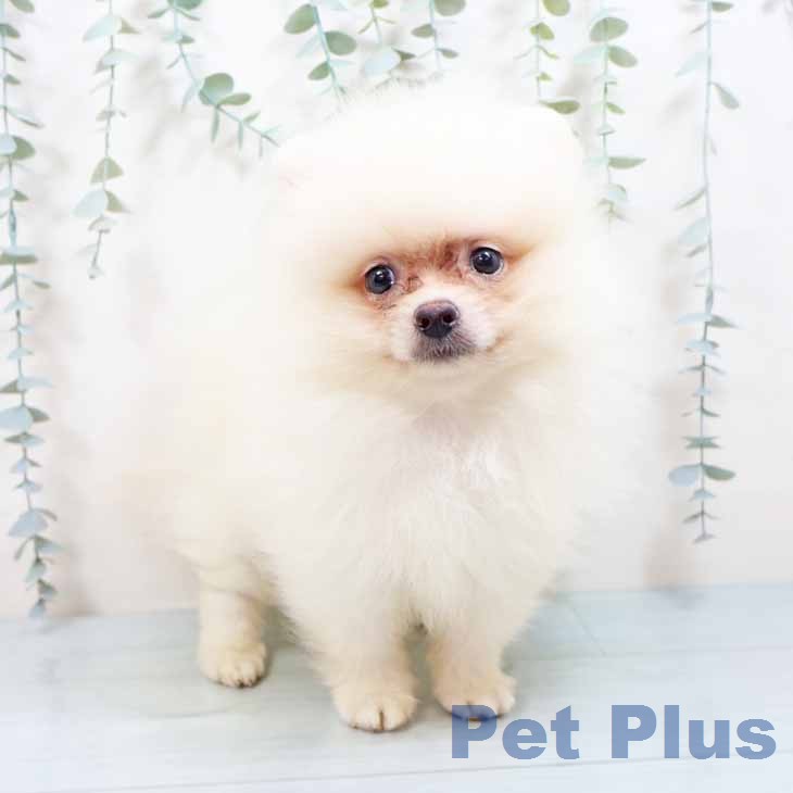 大阪府のポメラニアン (ペットプラス 四條畷店/2026年7月22日生まれ/男の子/クリーム)の子犬の1枚目の画像