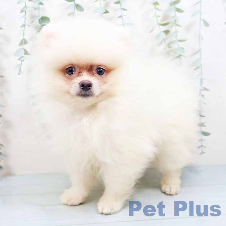 大阪府のポメラニアン (ペットプラス 四條畷店/2026年7月22日生まれ/男の子/クリーム)の子犬の2枚目の画像