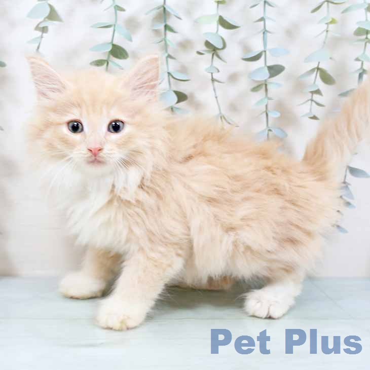 ノルウェージャンフォレストキャット