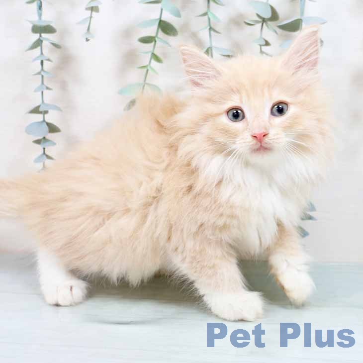 ノルウェージャンフォレストキャット
