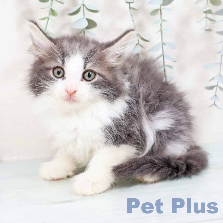 兵庫県のノルウェージャンフォレストキャット (ペットプラス 神戸三宮店/2026年7月23日生まれ/男の子/ブルータビーホワイト)の子猫の2枚目の画像