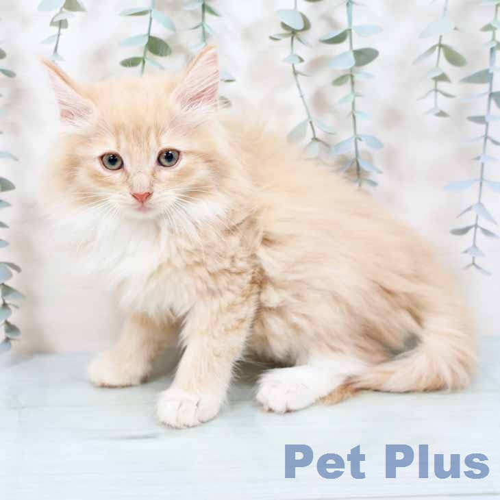 ノルウェージャンフォレストキャット